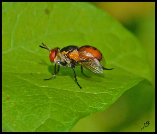 Gymnosoma sp.